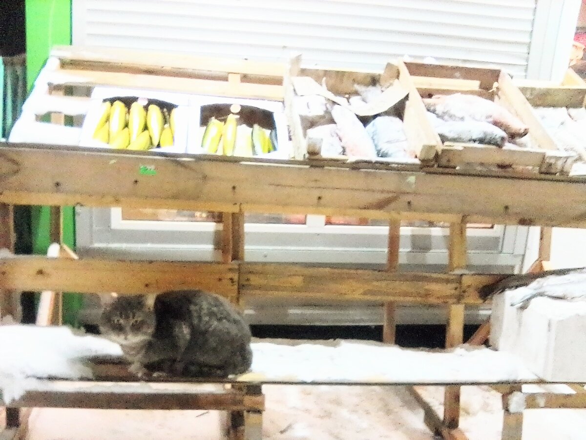 Моё фото, сделанное 29 декабря 2022 года. Символ грядущего года - Кот-продавец, охраняющий прилавок с рыбой. 