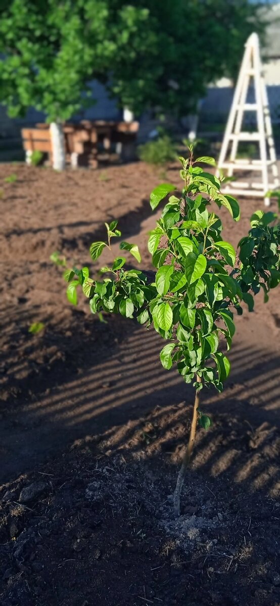 Яблоня, сорт теряюсь в догадках. 