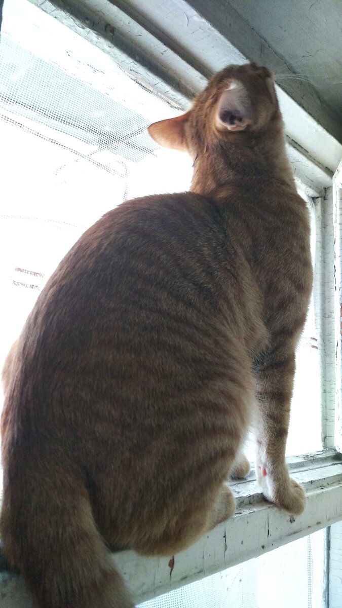 Личное   фото.