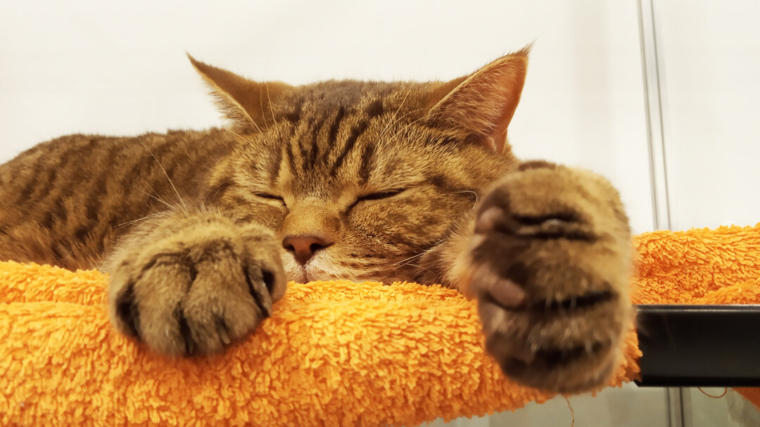 Директор Петр