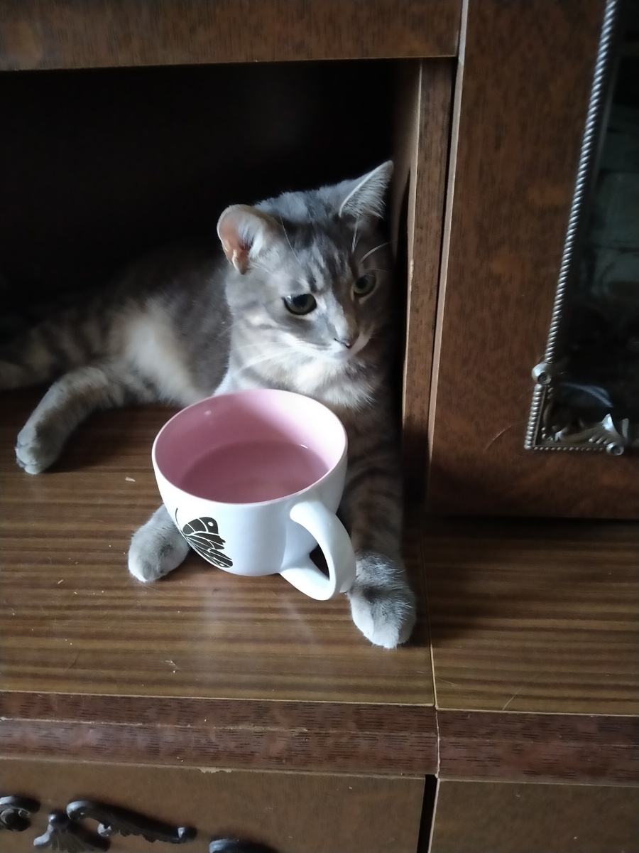 Кот Вифсла и его чашка