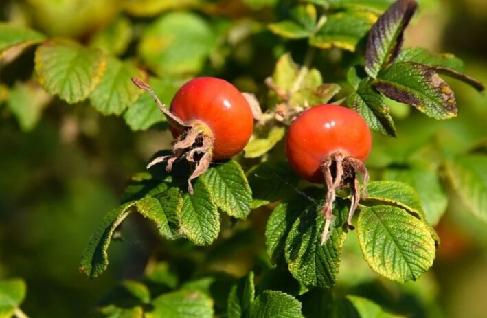 Шиповник - кладезь полезных веществ для организма