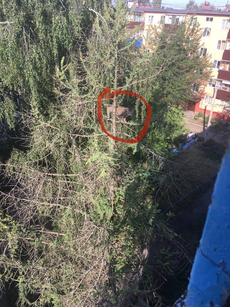 Фото из окна квартиры на 5-м этаже.