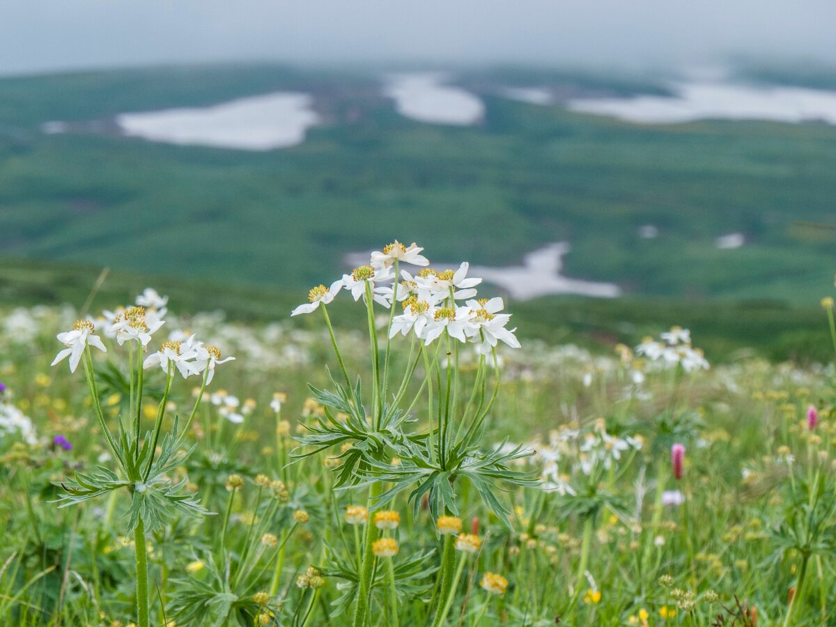 Плато Лаго Наки Альпийские Луга