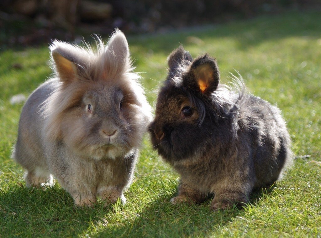 Отдельная порода.