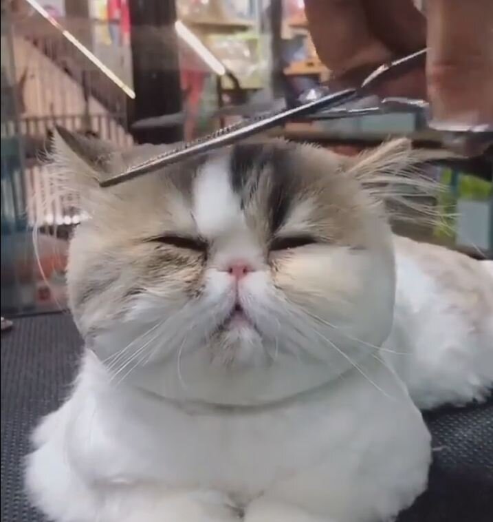 Вот посмотрите на эту очаровашку, как бережно его стригут и видно, что он не просто не против этого, а находится в состоянии полного морального и физического удовлетворения…