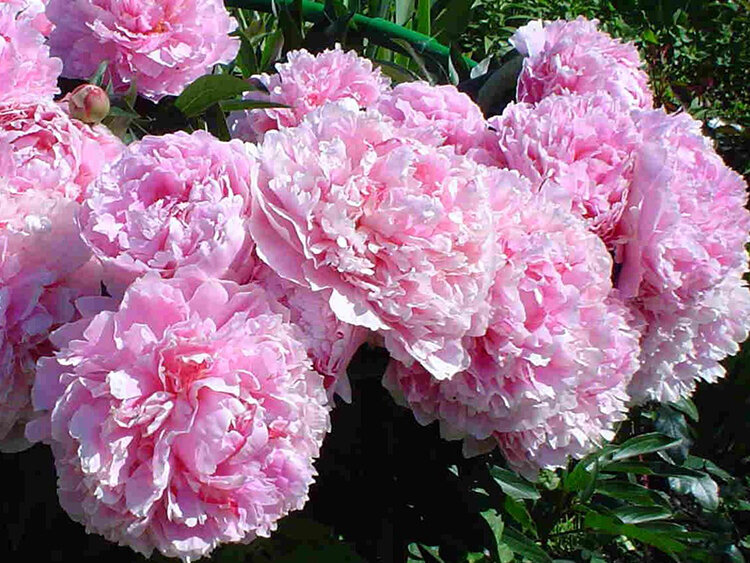 Группа: махровые пионы