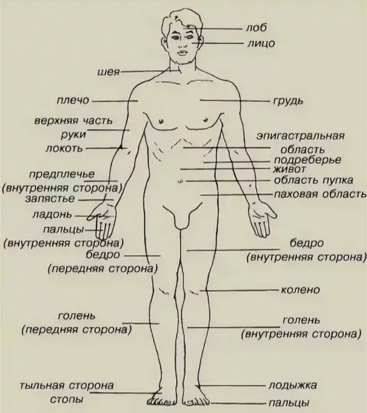 Схема человека в полный рост с названиями