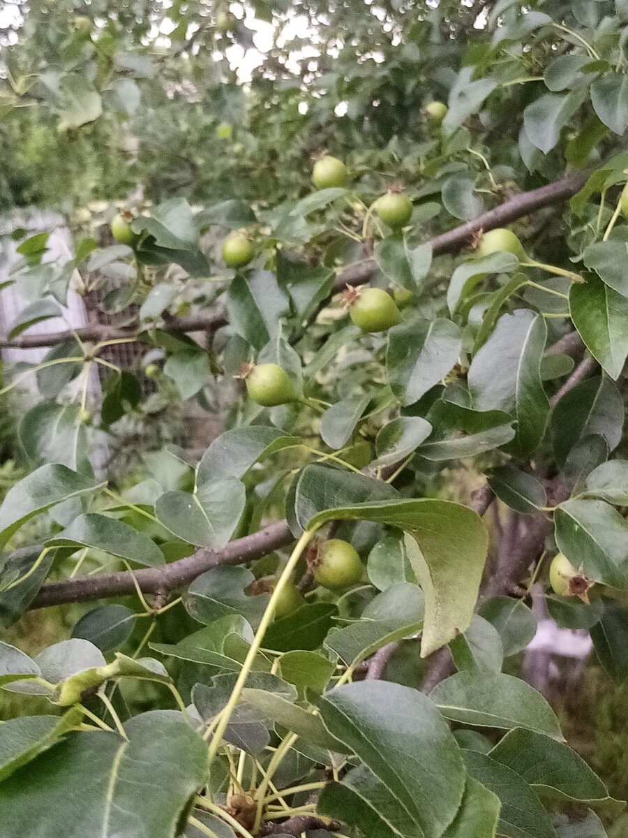 Завязи груши