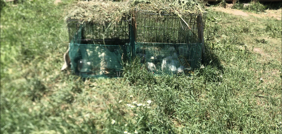 Готовый вольер