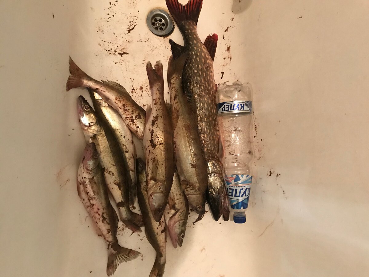 Даже щучка (2