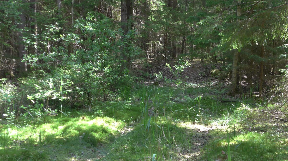 В лесу 28 июня 2020 г. Сухо и жарко. Но грибы-то есть. Прячутся в травке, родименькие!