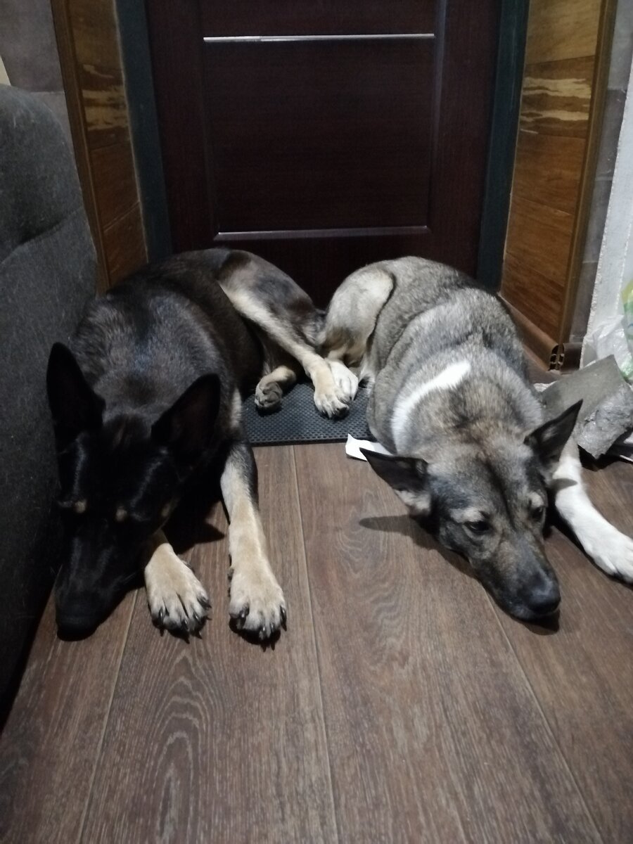 когда лень собираться на прогулку )))