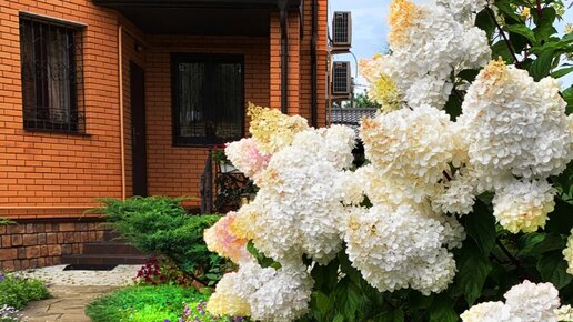 Сад людмилы кудасовой фото