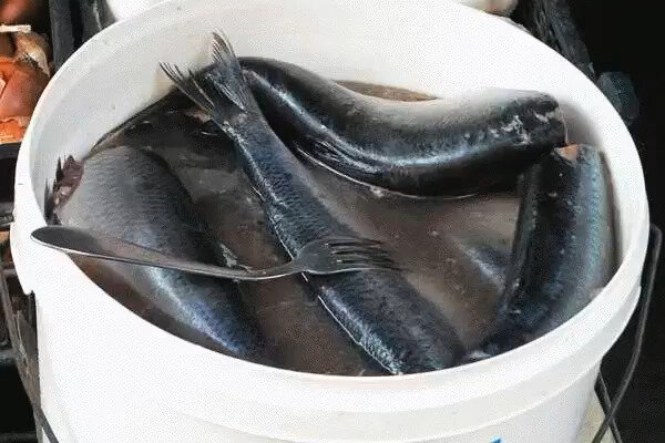   Домашняя засолка рыбы(сельди, скумбрии)🐟 🐟 🐟   

