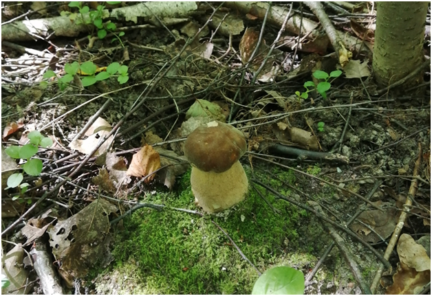 Первый в этом сезоне белый