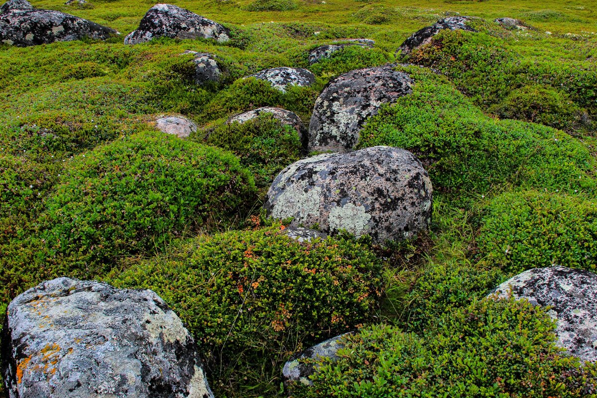 Лабиринты заяцкого огэ. Соловки заяцкий остров лабиринты. Заяцкий остров соловецкого архипелага. Лабиринты заяцкого острова текст. Заяцкий остров соловки.