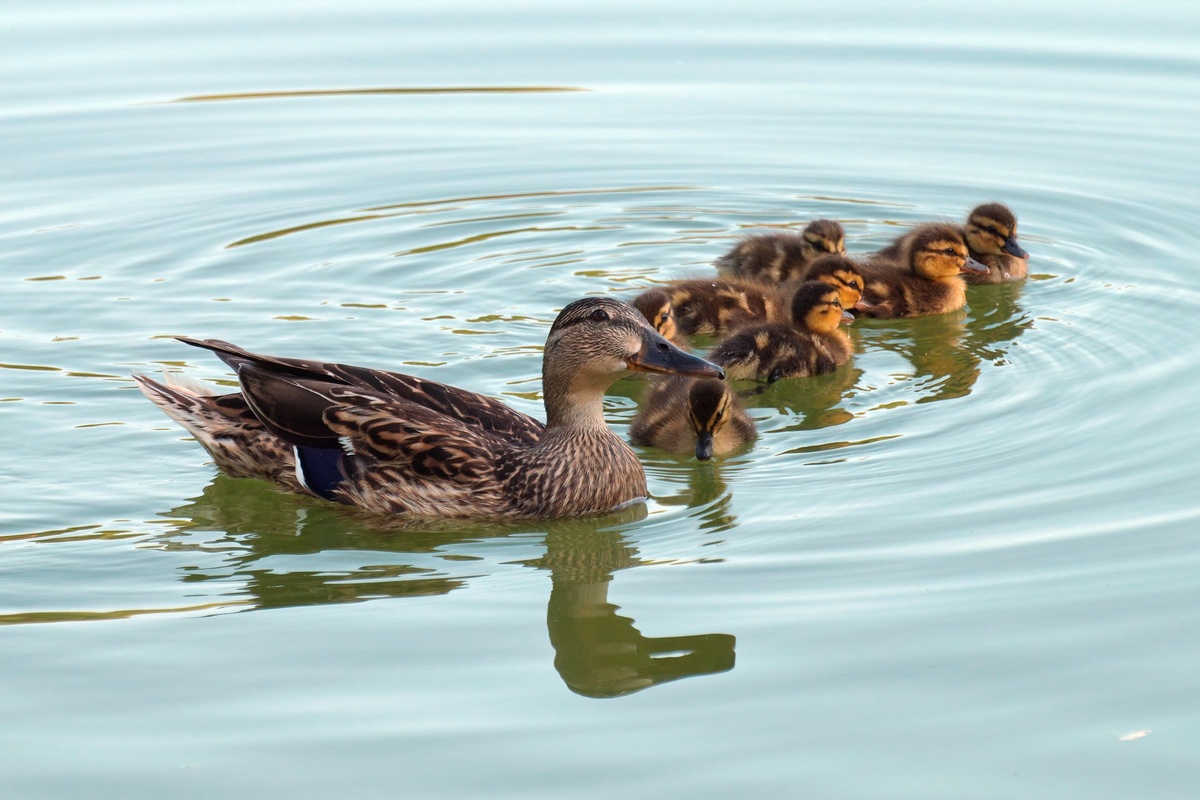 Изображение с сайта pixabay. com