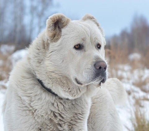 Фото из открытого доступа