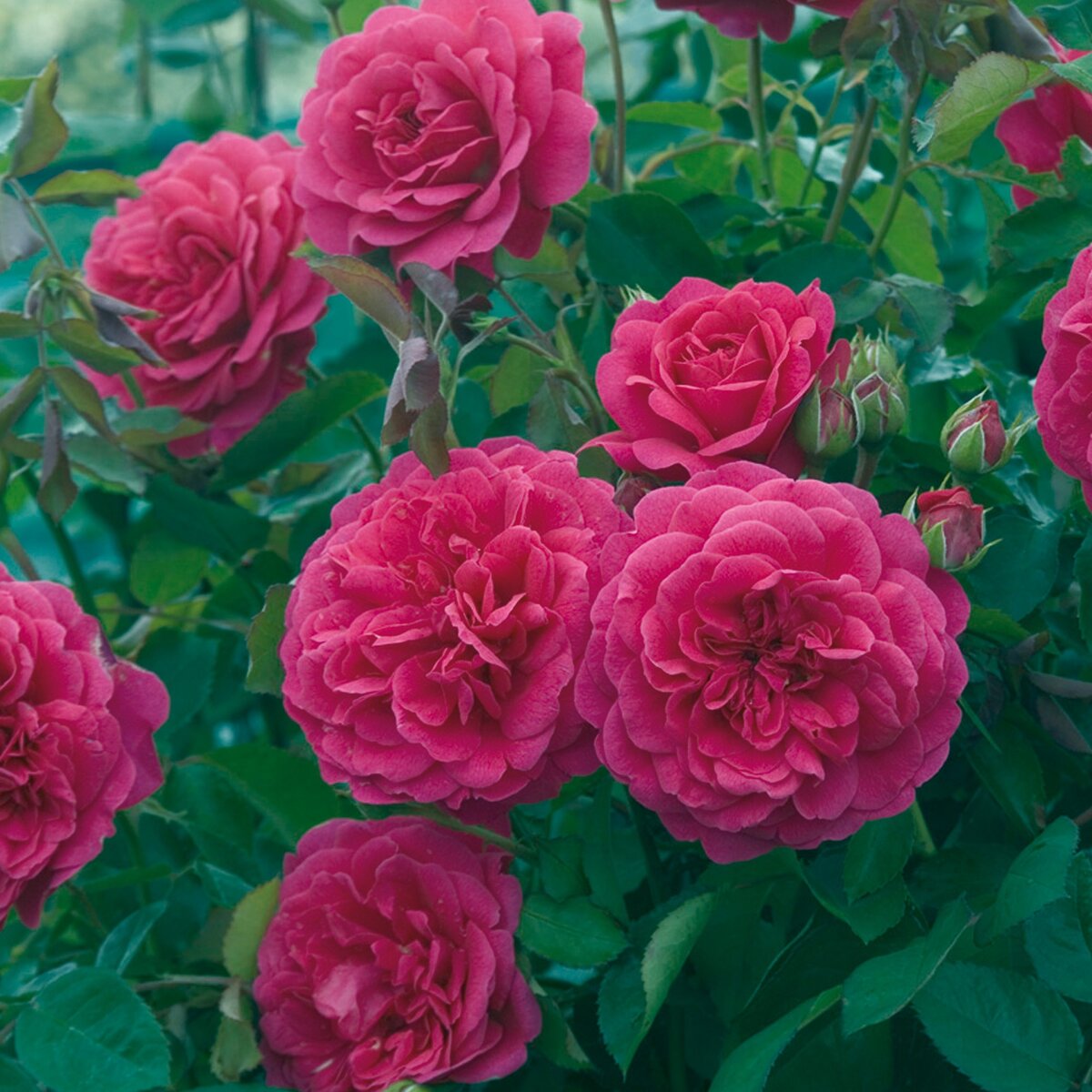 Пионовидные розы Дэвида Остина, зимостойкие и прекрасные! Продолжение. |  Растения от Катерины | Дзен