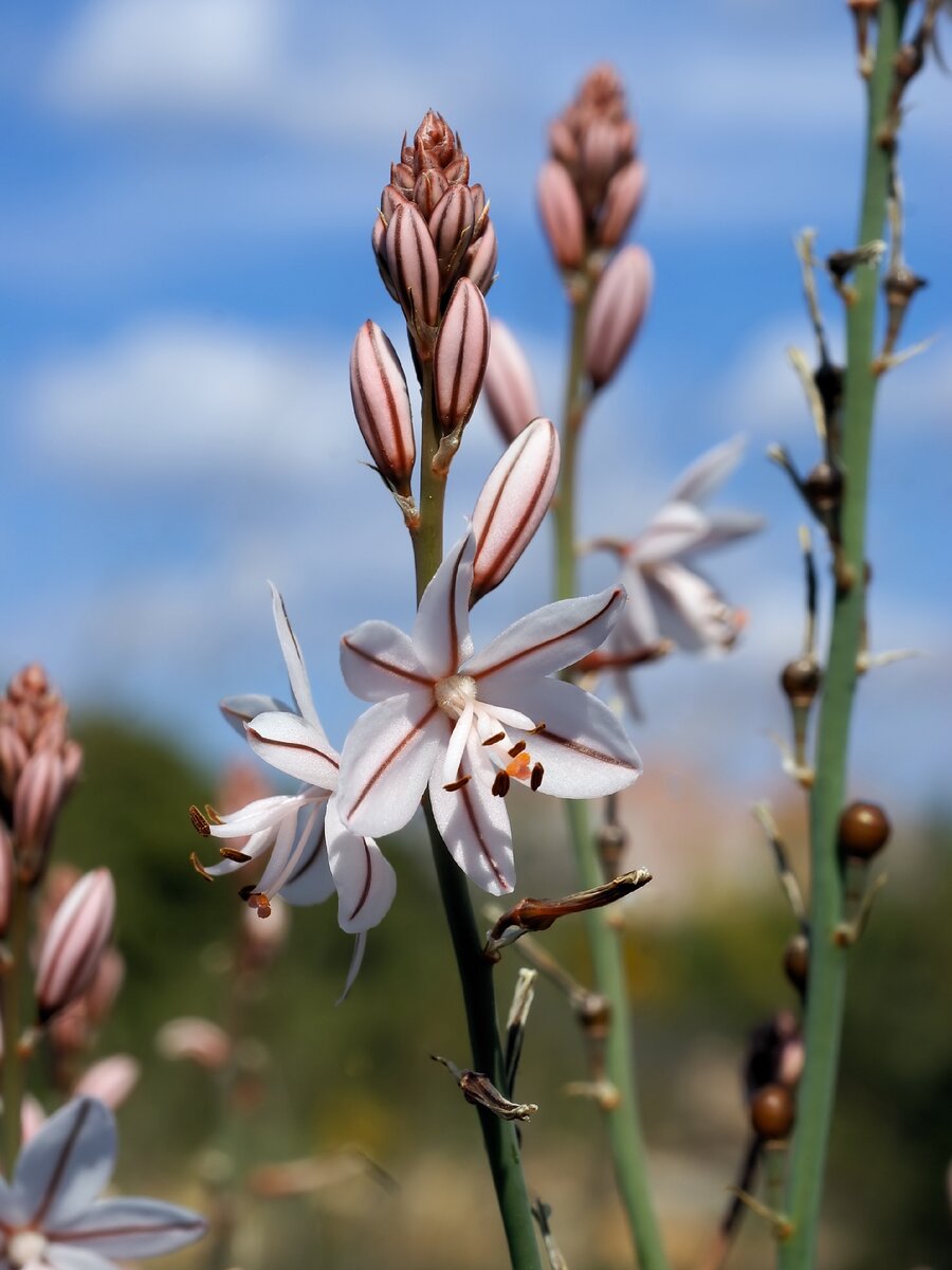Со времен Древней Греции асфодель получила печальную славу. Полевое растение со звучным названием асфодель семейства лилейных - Asphodelusобозначает «ничто его не превосходит» и образовано от греческого a— частица отрицания и sphallo — «я превзойду». Труды Гомера свидетельствуют также, что растение применялось в пищу бедными жителями древнегреческого города Аркадии. Первоначально основным питанием населения Аркадии являлись желуди, а корни и семена асфодели приносились в жертву умершим душам, а в последствии появились и в рационе живых, их употребляли до тех пор, пока греки не открыли новые злаковые культуры.