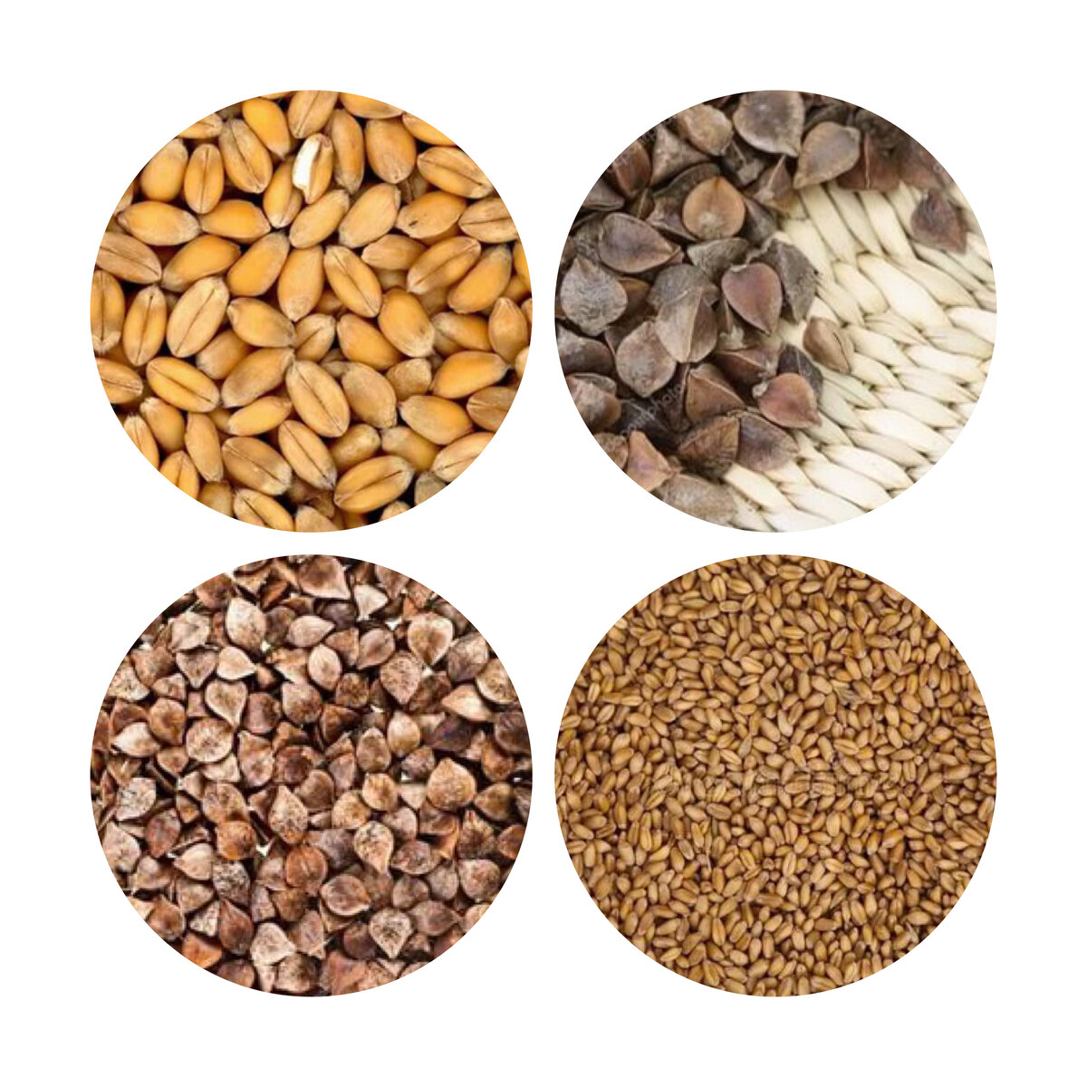 Солод пшеничный и гречневый