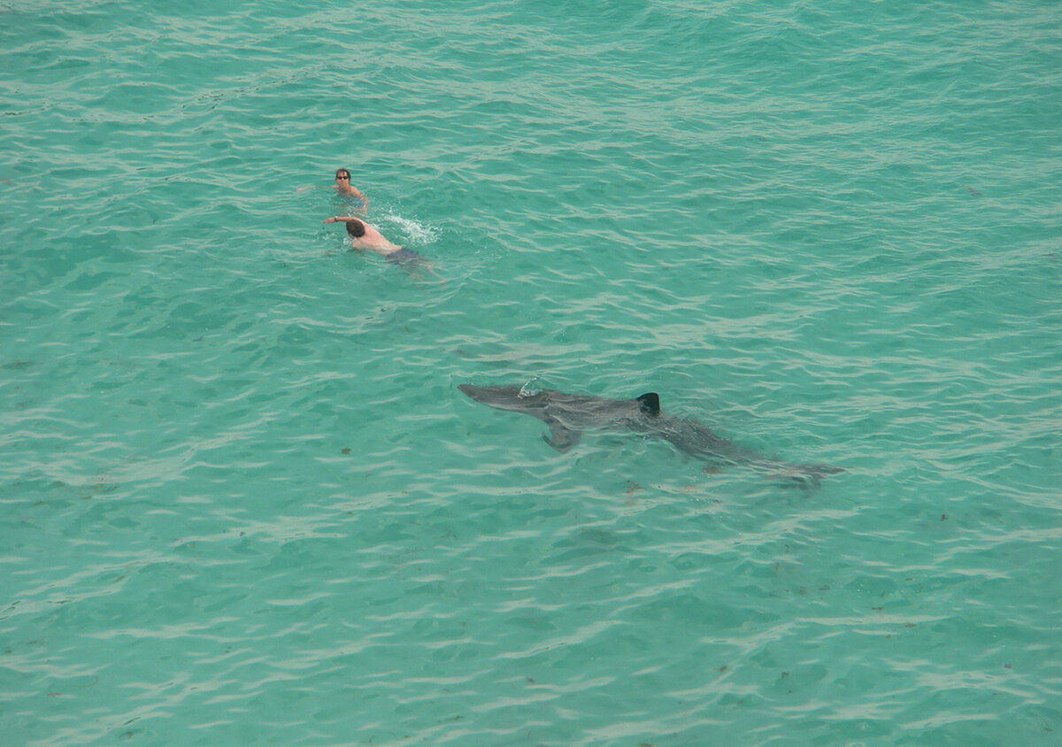 акулы на берегу