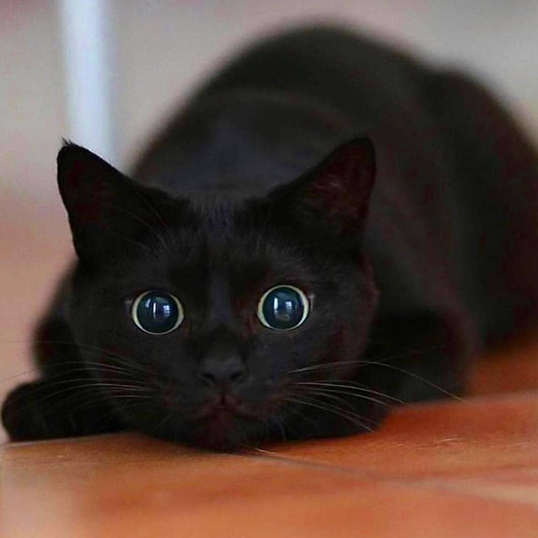 Смотрит прямо в душу