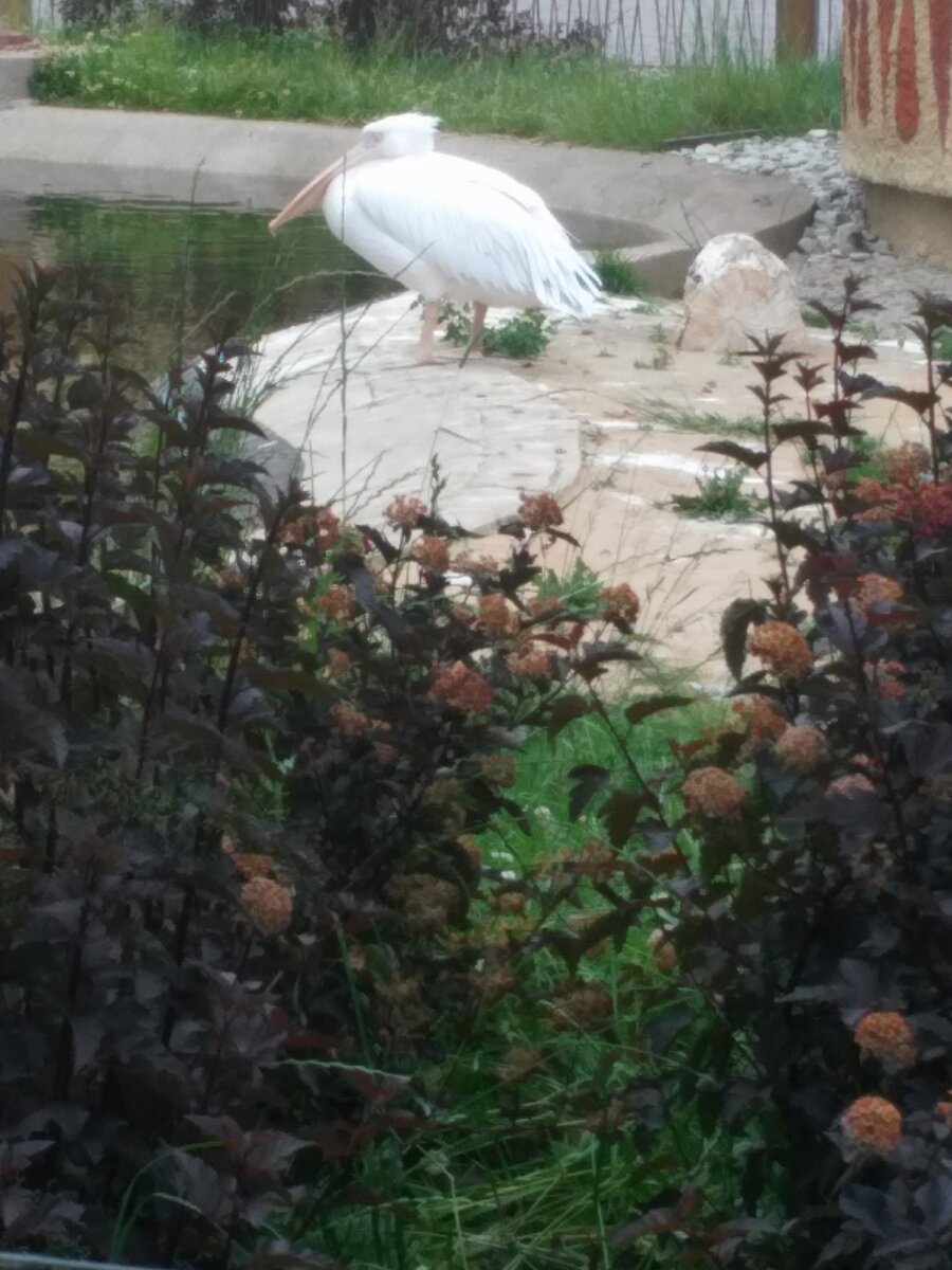 Сбежавший из курятника. Фото из личного архива автора
