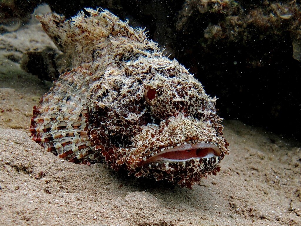 Ядовитые рыбы в красном море