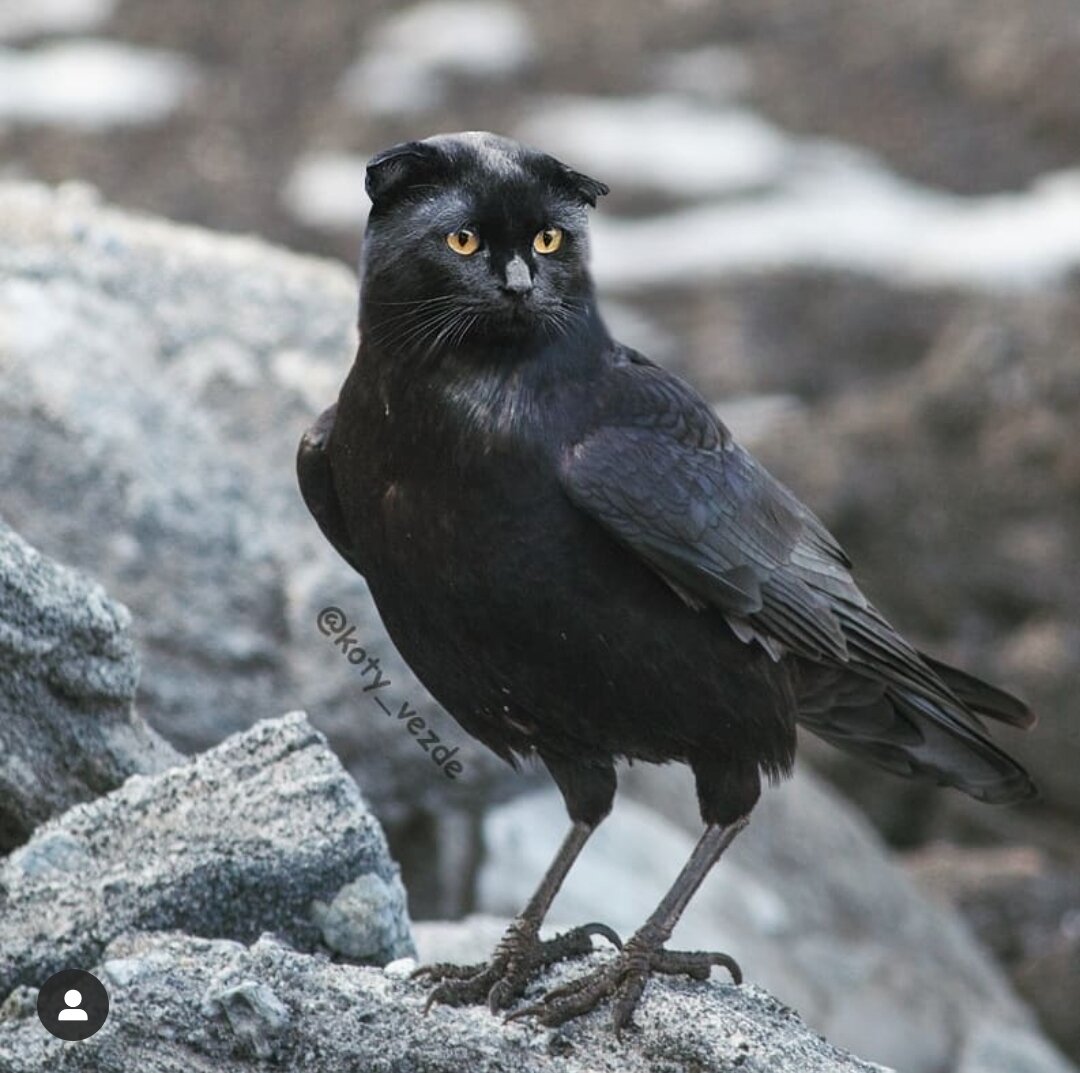 Кота сороку вам в ленту;)