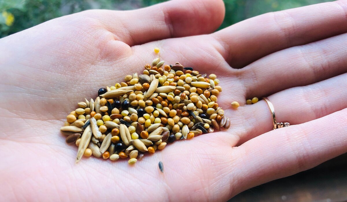 Зерновая смесь. 