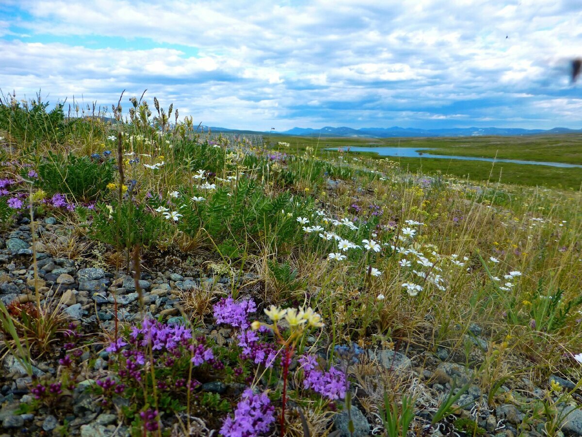 Живописный луг из летних «цветов» на берегу речной долины в предгорьях Полярного Урала. Фото Владимир Шулояков
