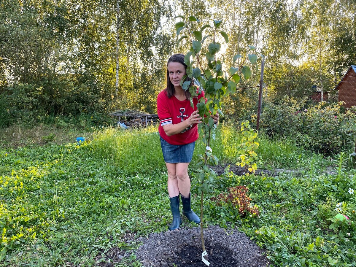 Маленькая яблонька. А ведь могли уже быть с урожаем!