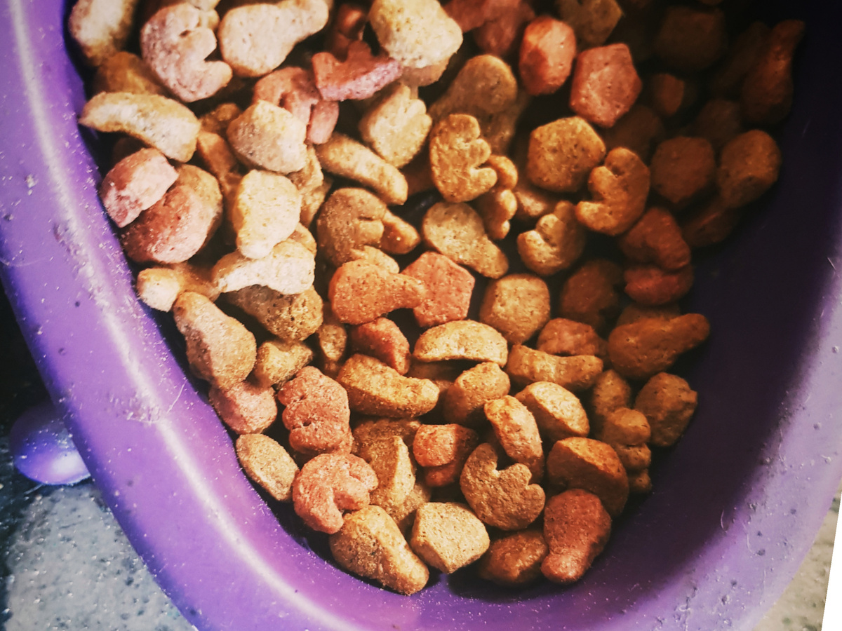 Сухой корм в последний раз в чашке.