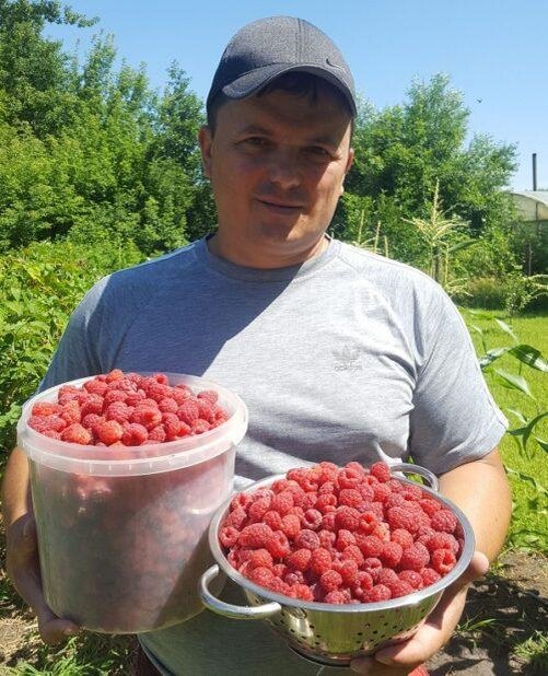 Как сделать шпалеру для малины своими руками: подвязка на шпалере