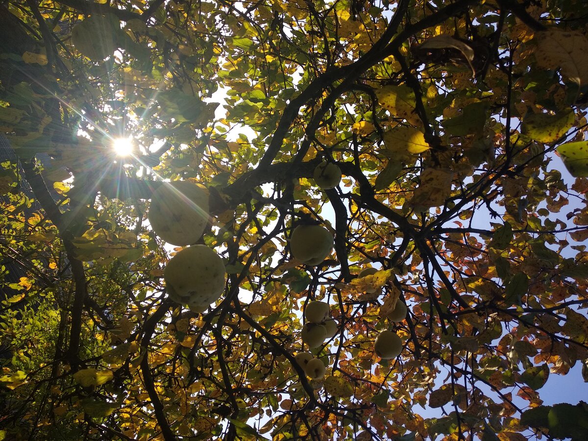 Взрослая яблоня высотой около 3 м