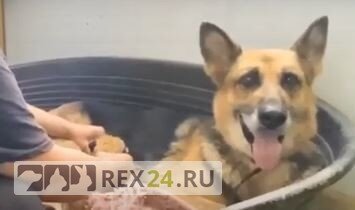 Фото: кадр из видео