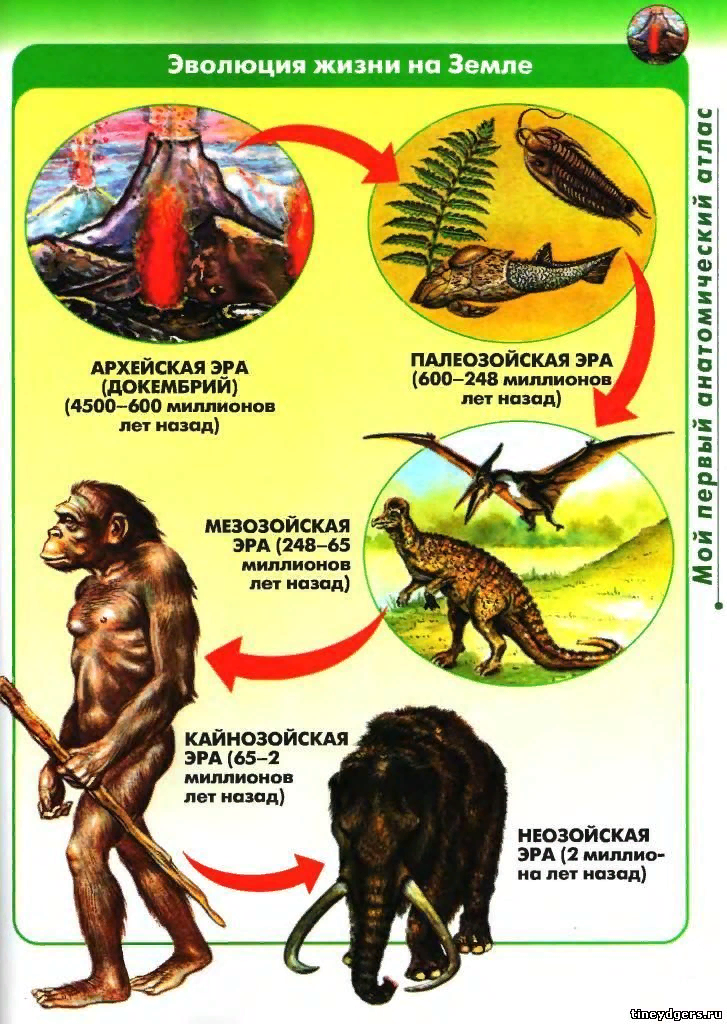 Возникновение и Эволюция жизни. Зарождение жизни и Эволюция. Этапы эволюции земли. Формирование жизни на земле.