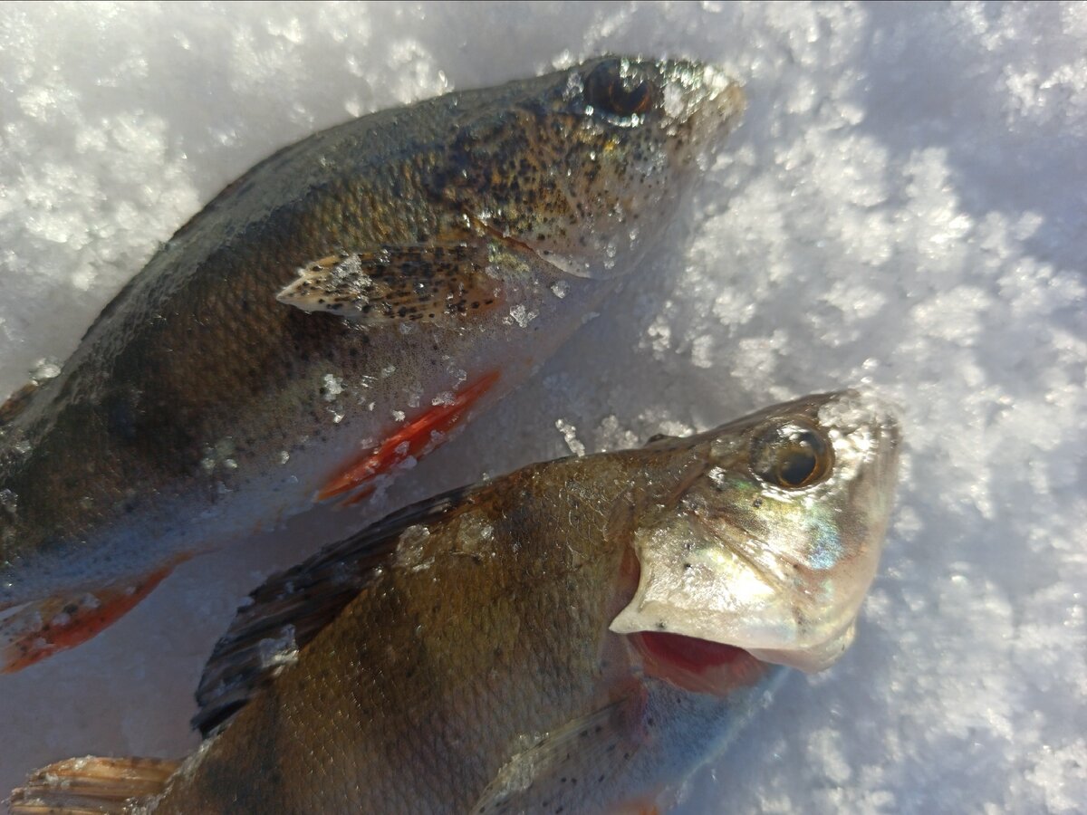 Для сравнения. Но у нижнего плавники тоже в точках. 