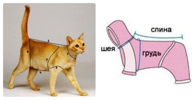 Одежда для кошек своими руками: как сделать выкройку и сшить комбинезон или кофту?
