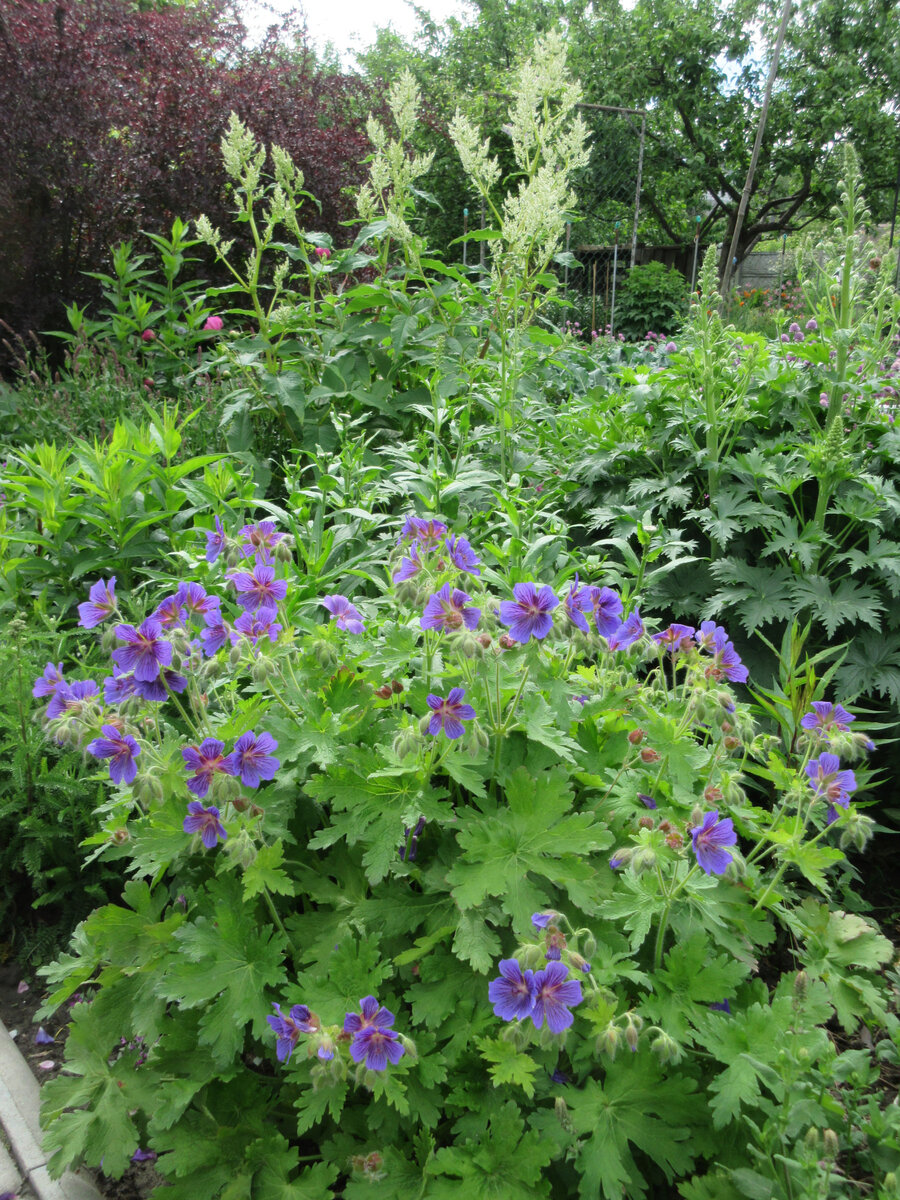 Герань Blue Blood