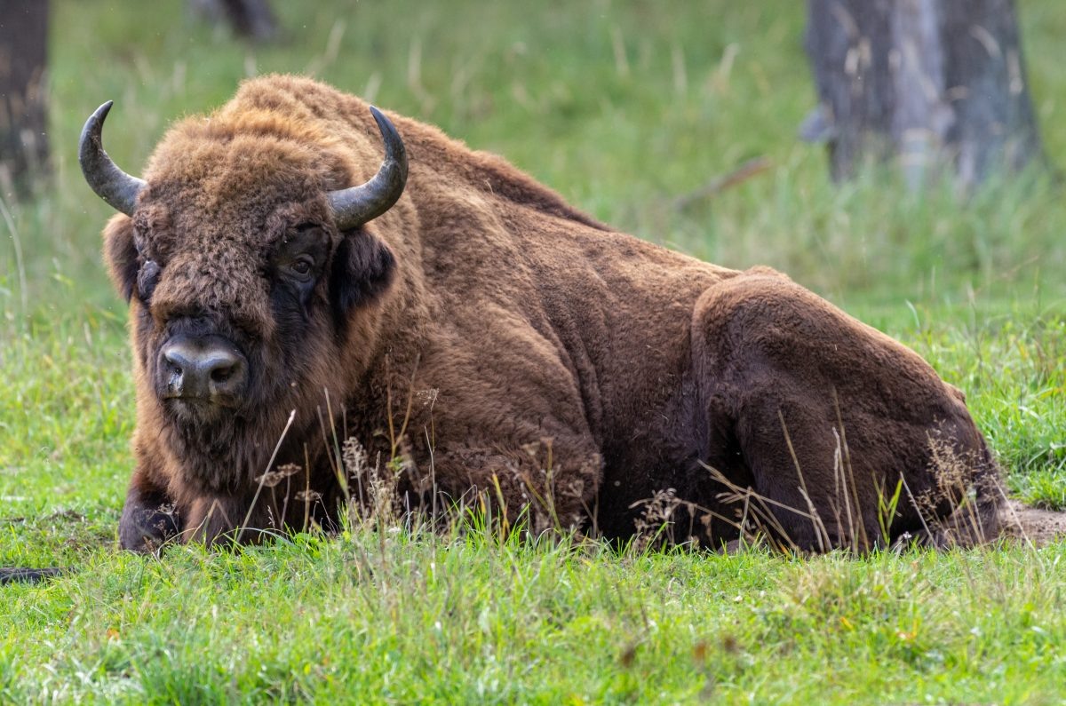 Европейский зубр - крупнейшее животное Европы.