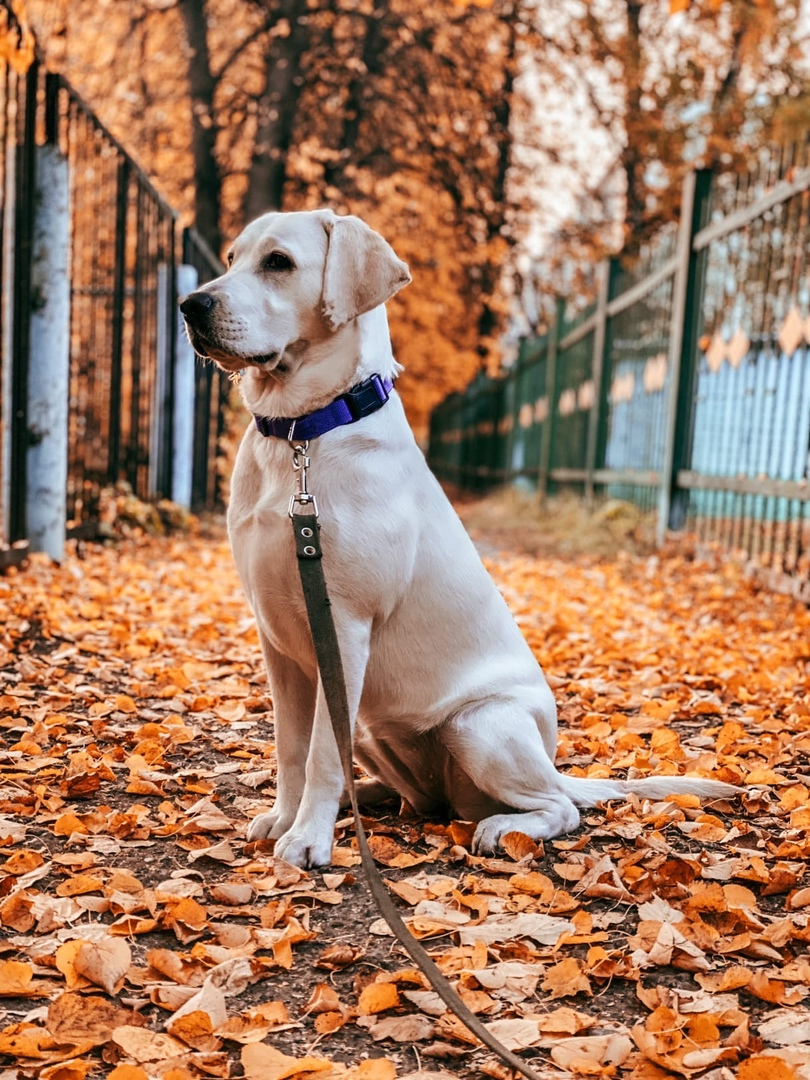 Моя лапочка. Зовут Мира.