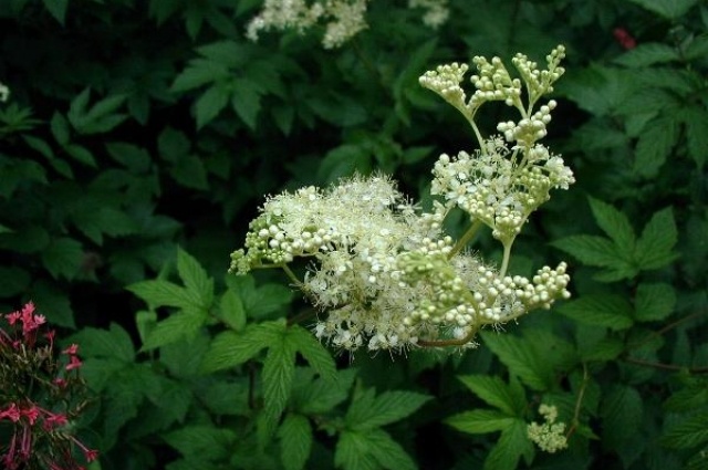 Фото: wikipedia.org Лабазник (таволга)