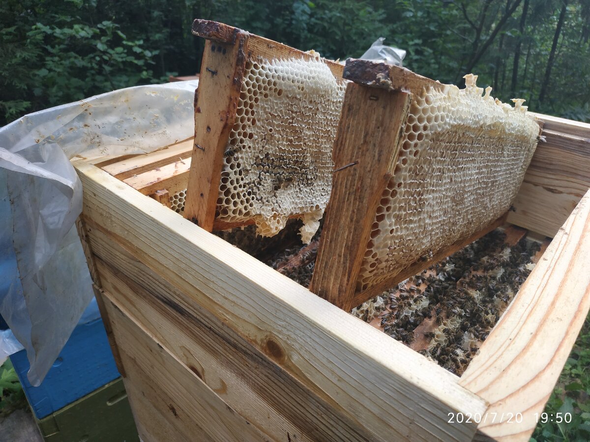 8-рамочный улей Дадана Блатта: плюсы, минусы, чертежи, технология содержания пчел