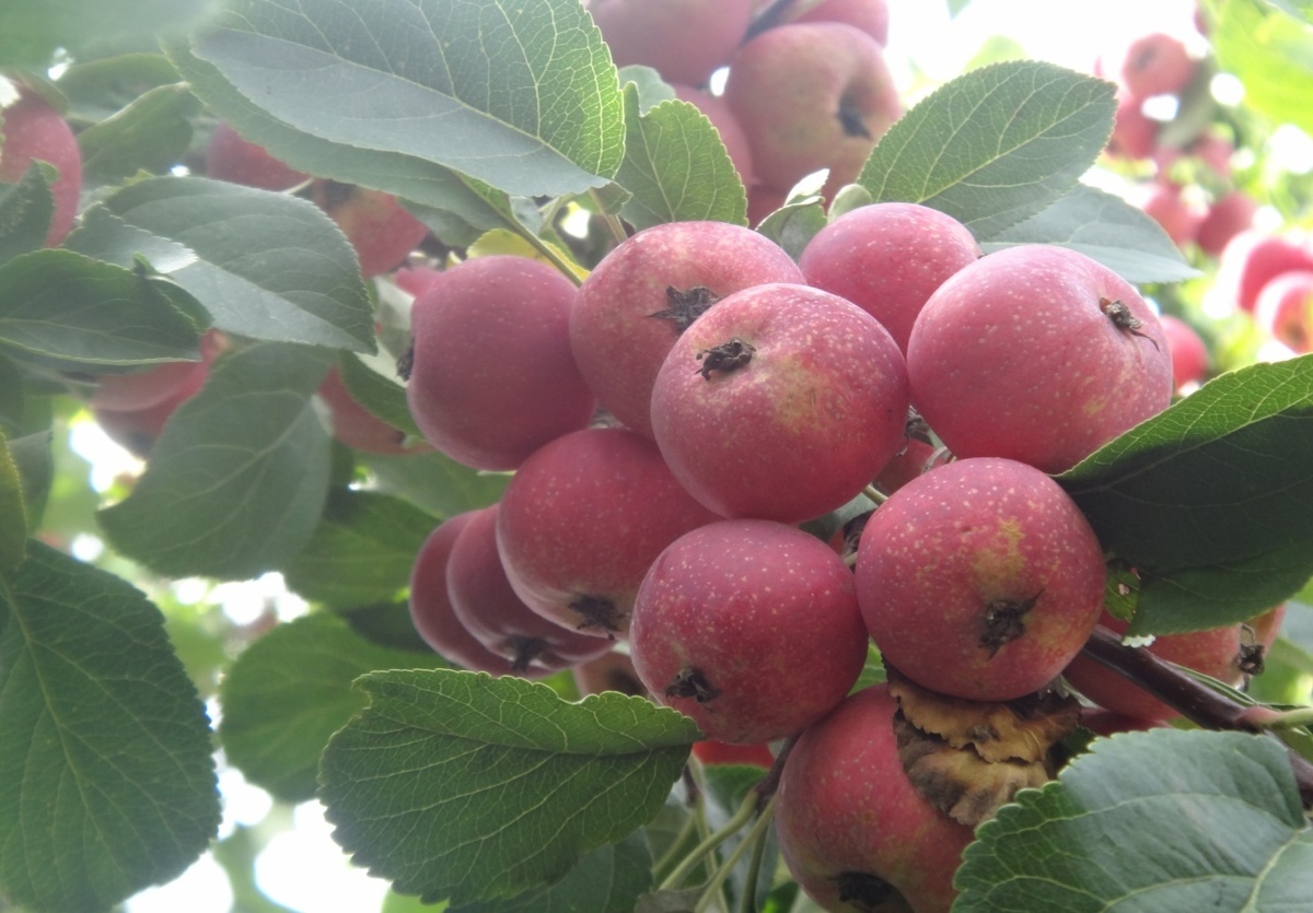 фото с интернета