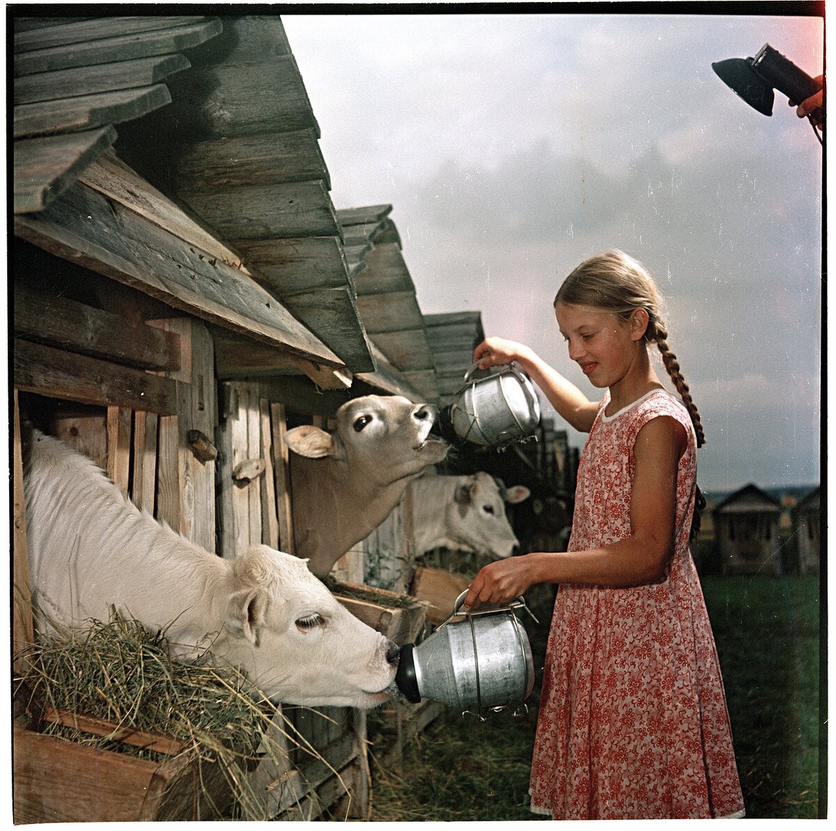 Телячьи ясли, совхоз Караваево, Костромская область. Фотограф Семён Осипович Фридлянд.