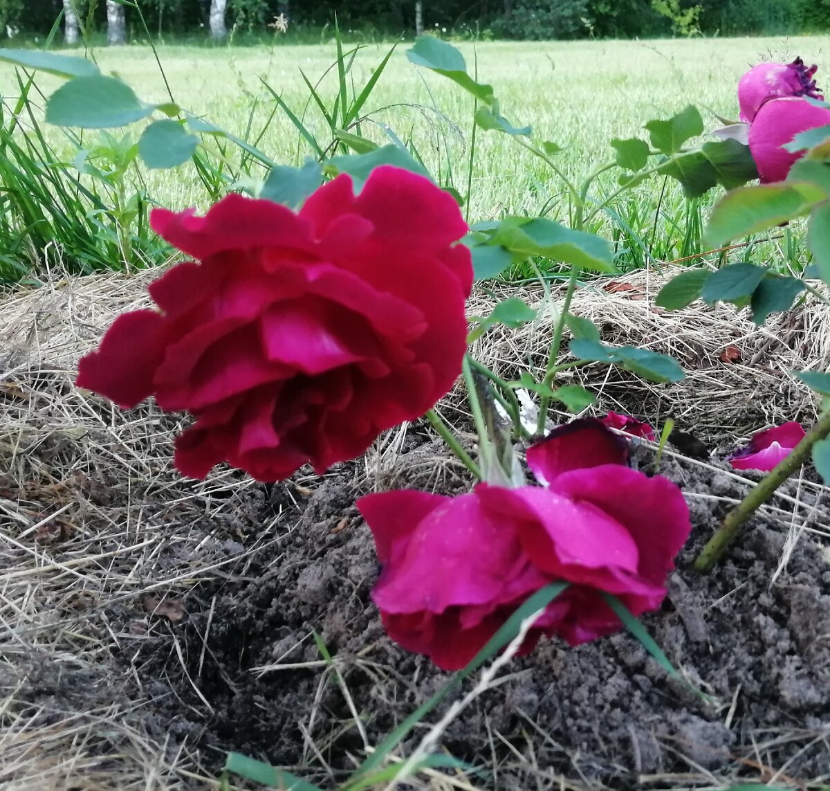 Честно о моих розах: Cuthbert Grant/Катберт Грант | Записки  розовода-любителя | Дзен