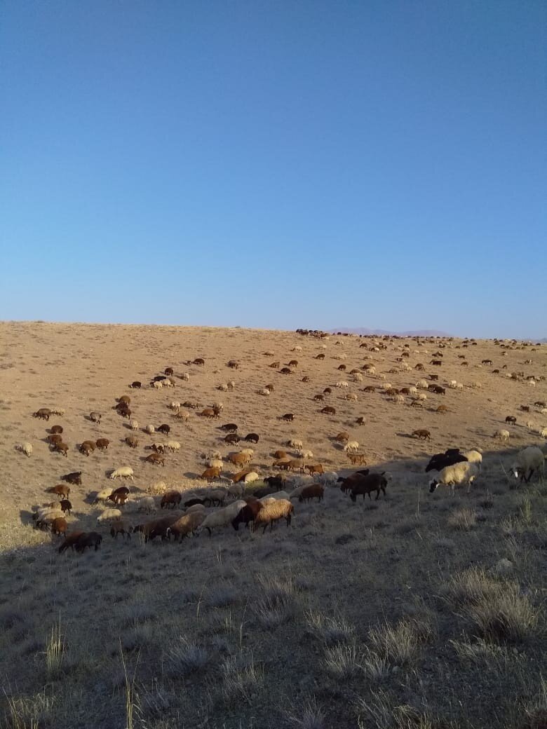 пастбище Шарурского района